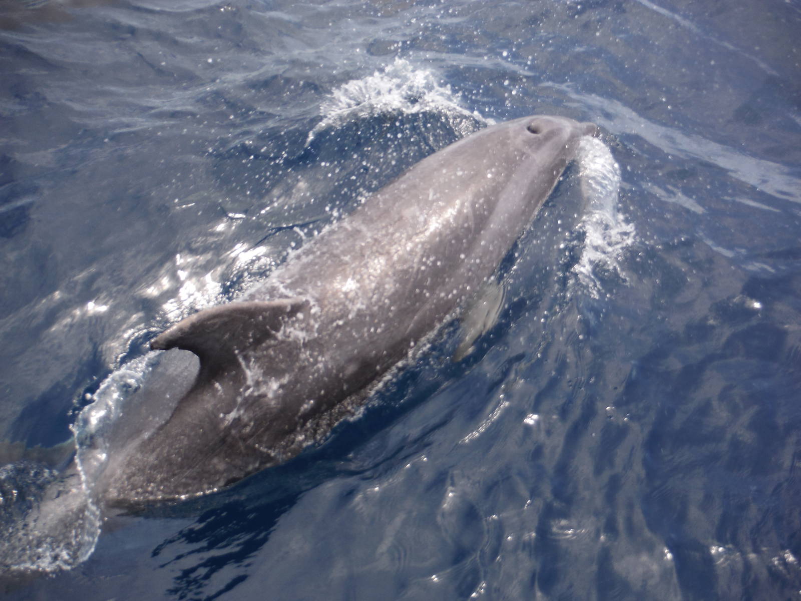 Bottlenose Dolphin