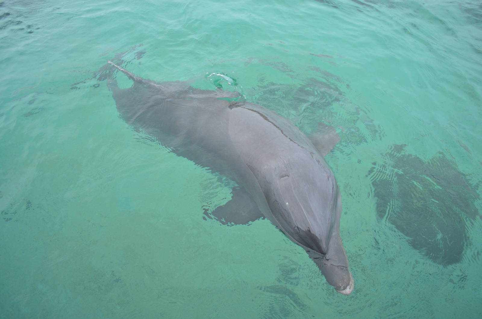 Bottlenose Dolphin