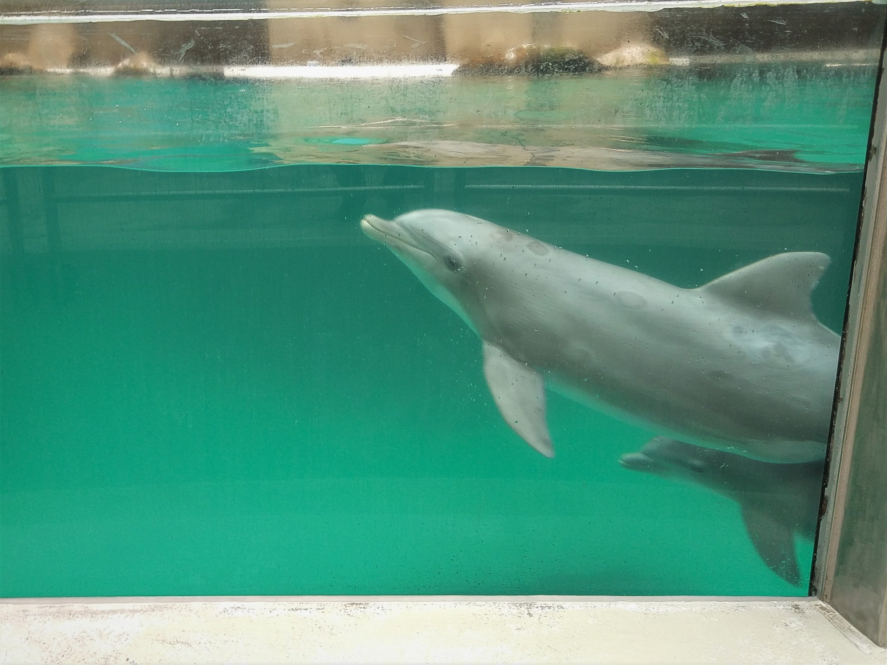 Bottlenose Dolphin