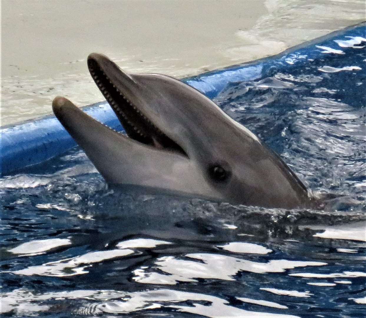 Bottlenose dolphin