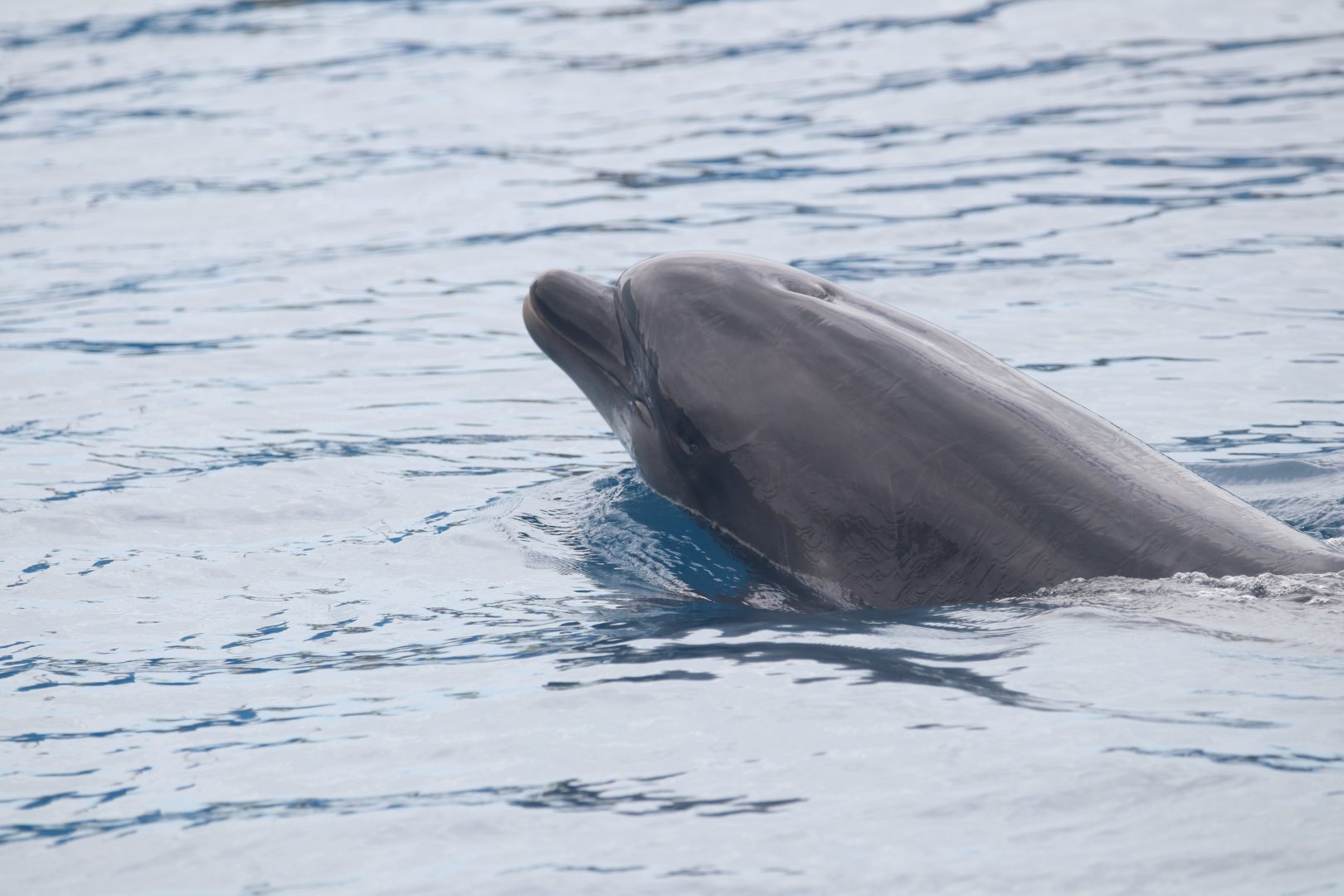 Bottlenose dolphin