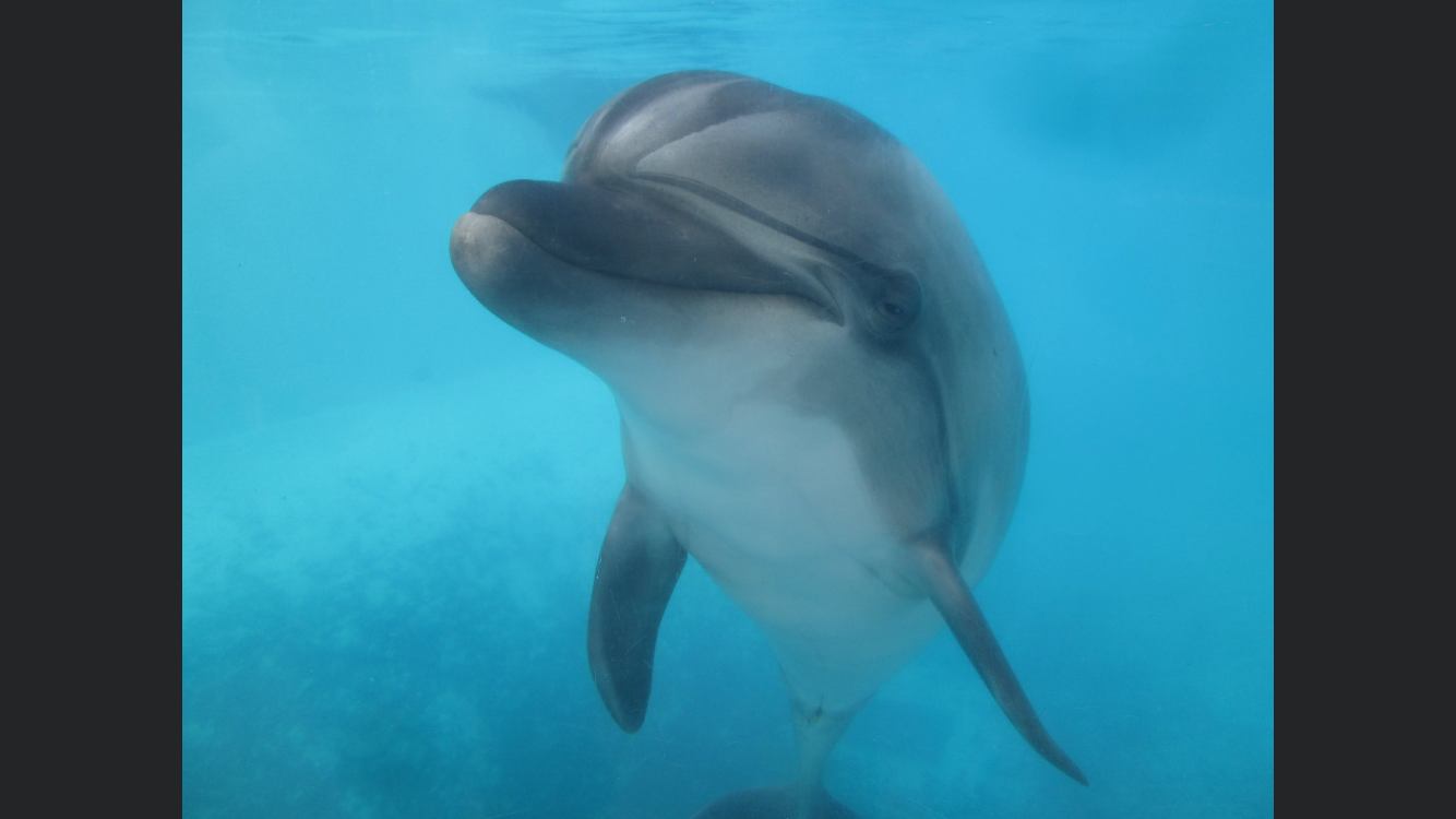 Bottlenose Dolphin