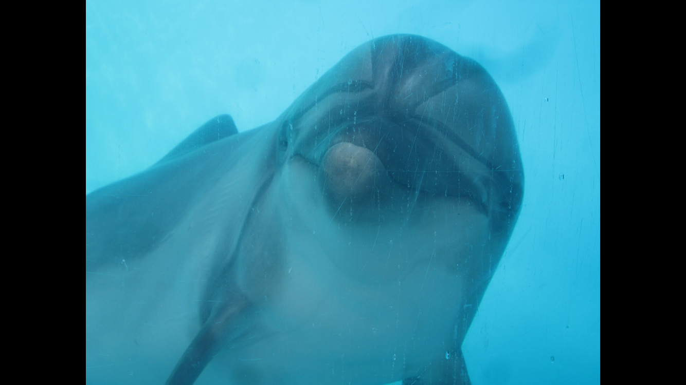 Bottlenose Dolphin
