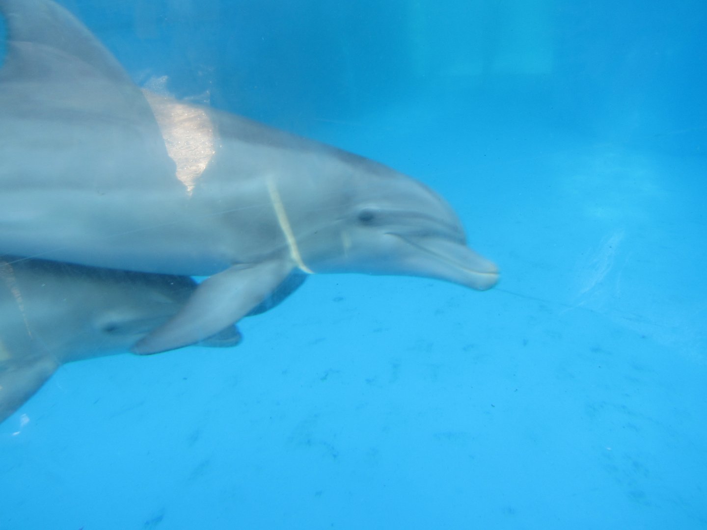 Bottlenose Dolphin