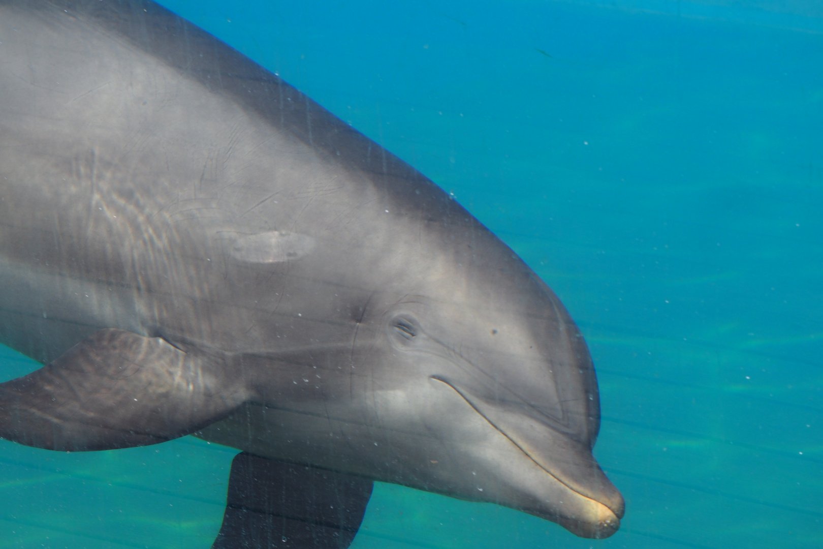 Bottlenose dolphin