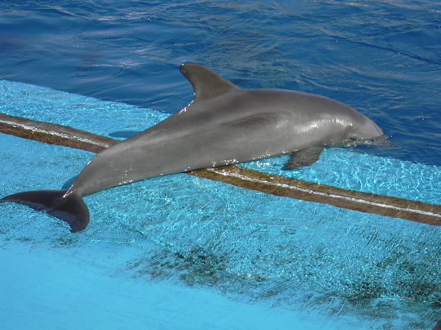 Bottlenose dolphin