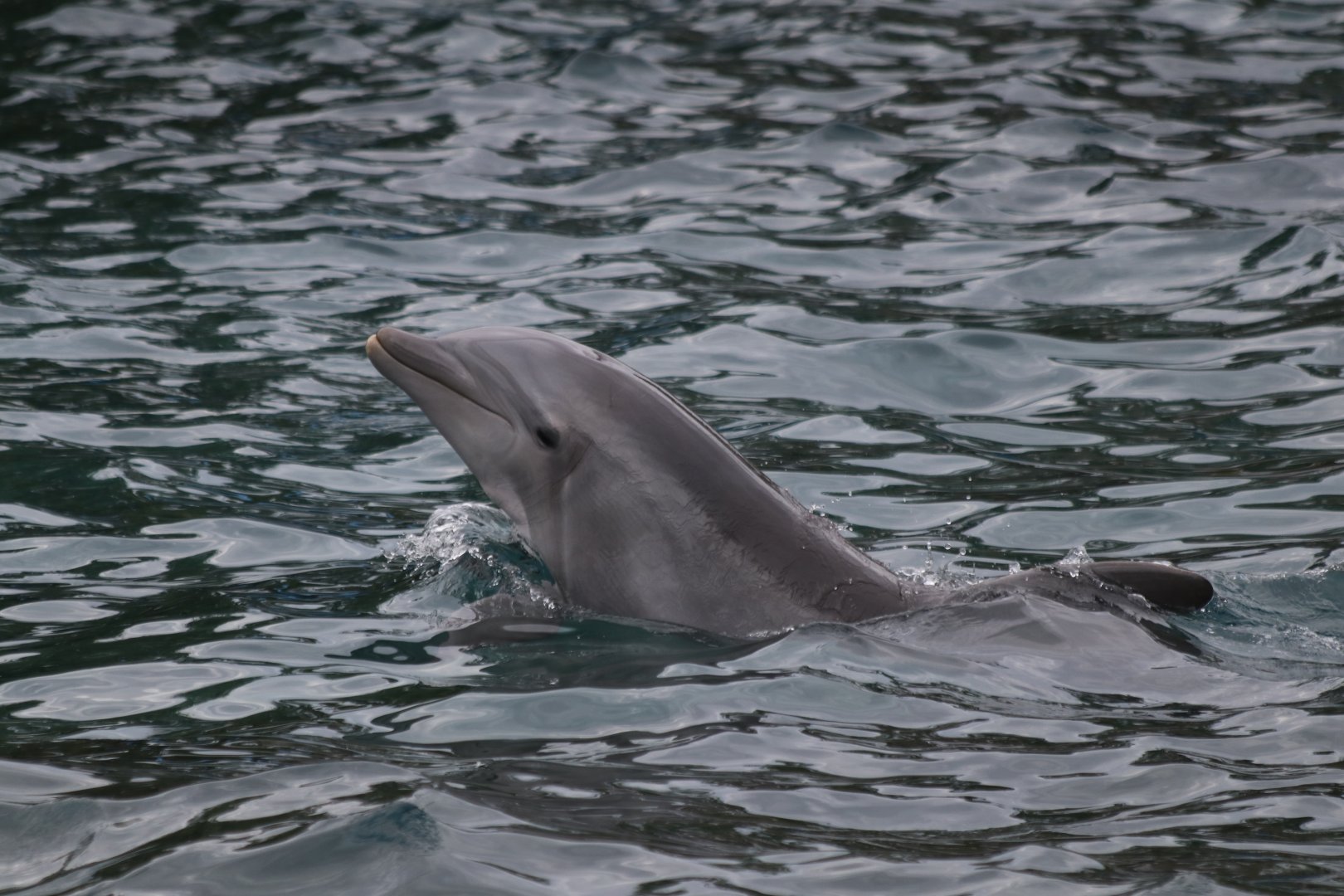 Bottlenose dolphin
