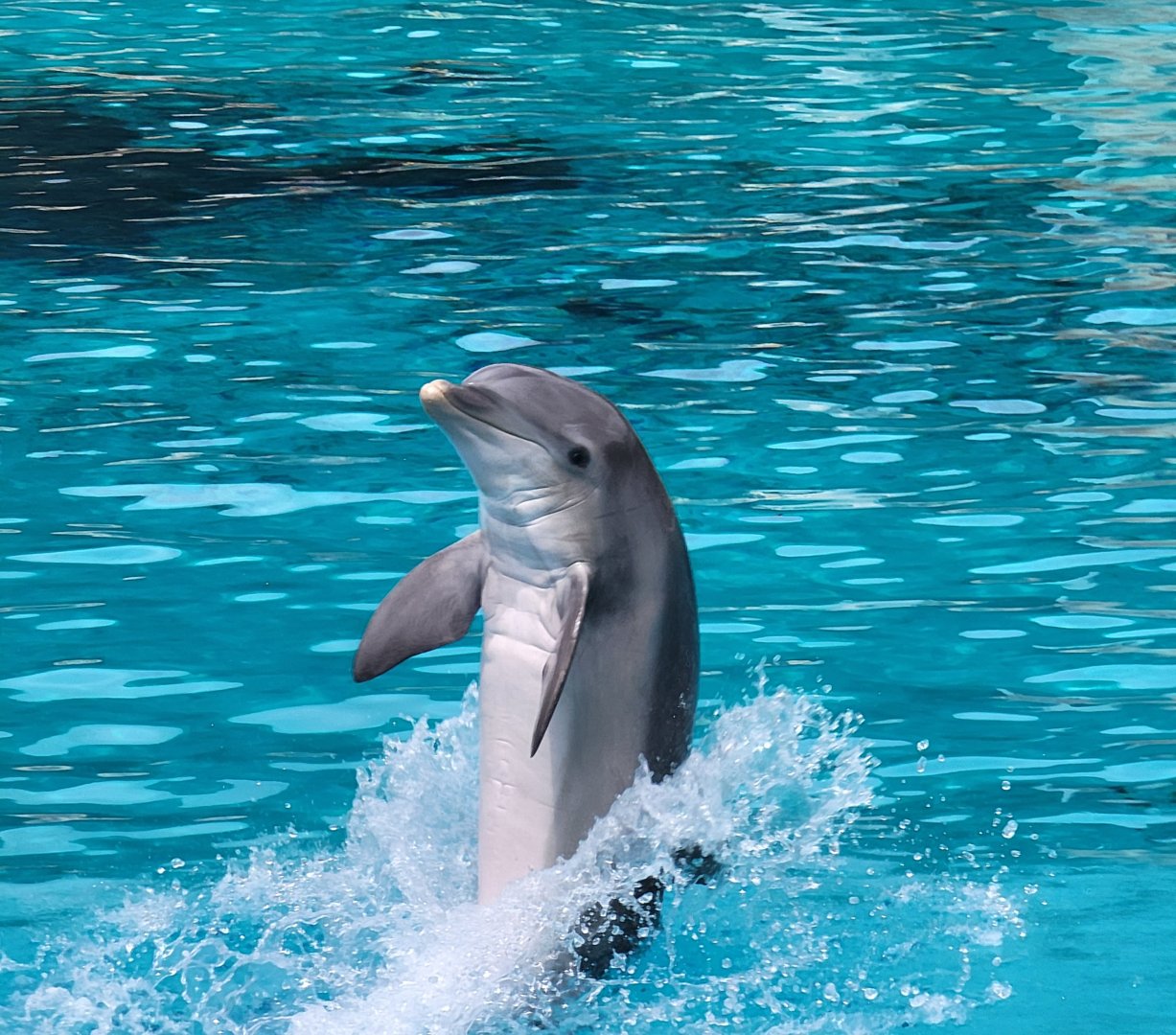 Bottlenose Dolphin