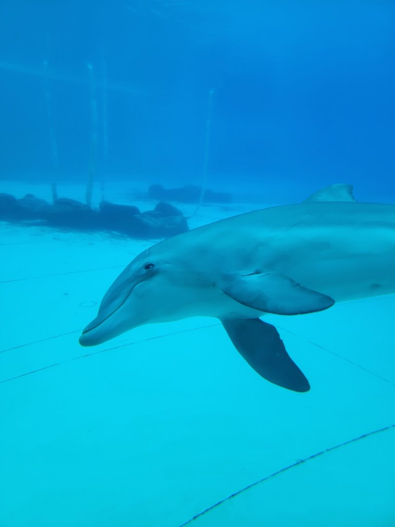 Bottlenose Dolphin
