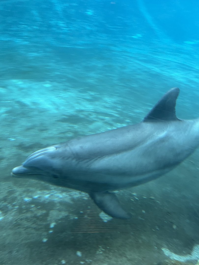 Bottlenose Dolphin
