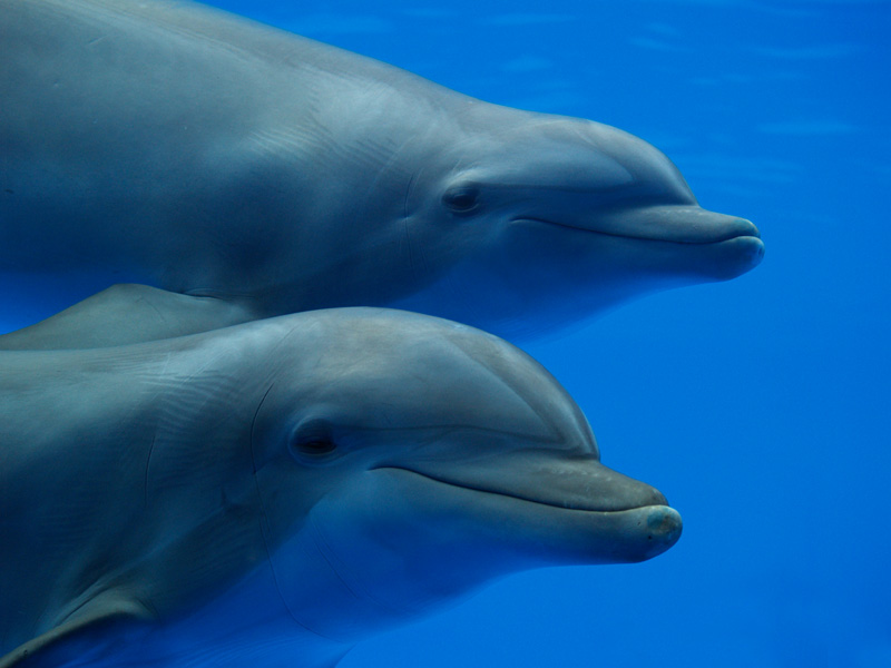 Bottlenose dolphins (Aquarama)