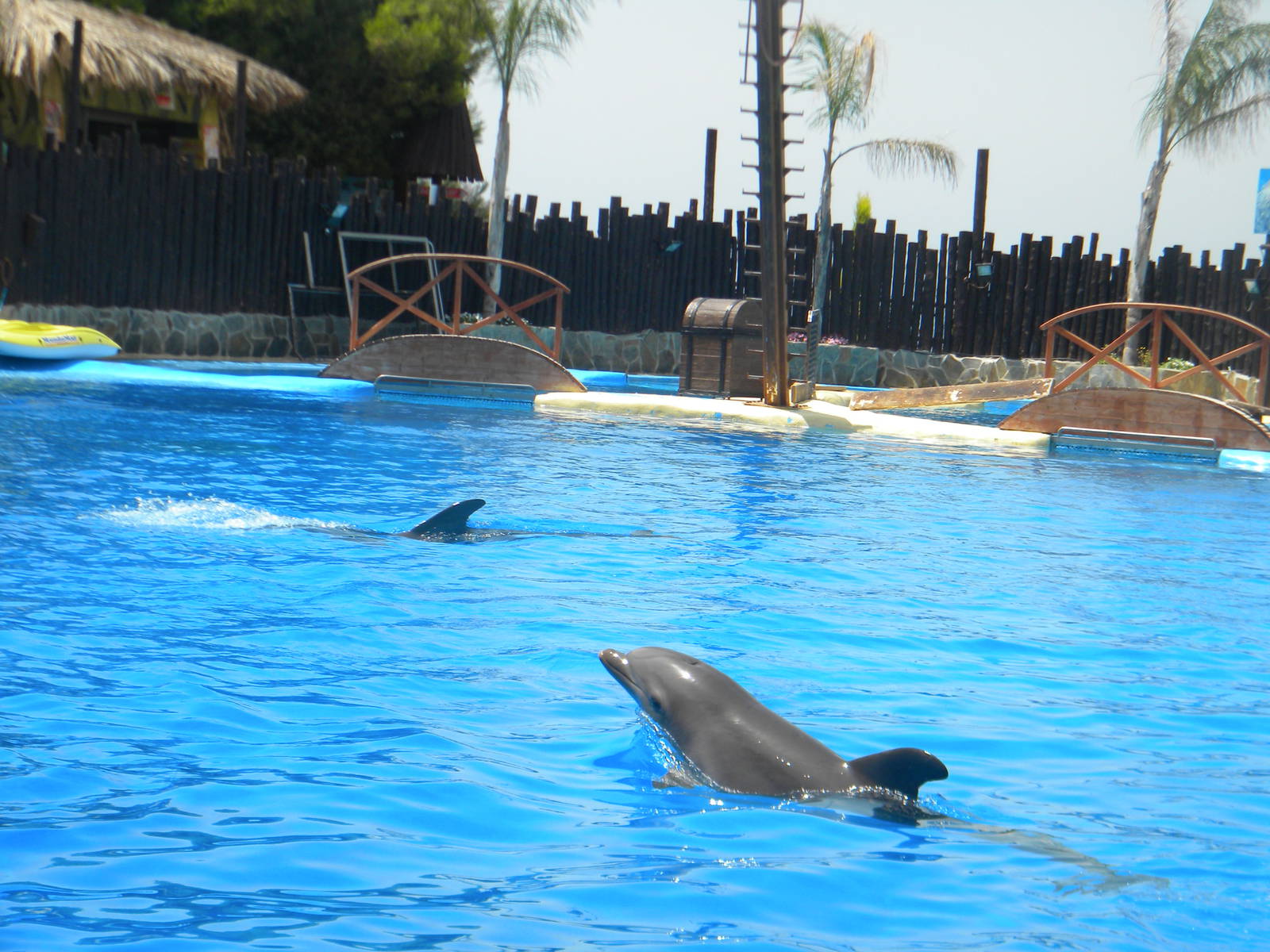 Bottlenose Dolphins at Mundo Mar 01/08/11