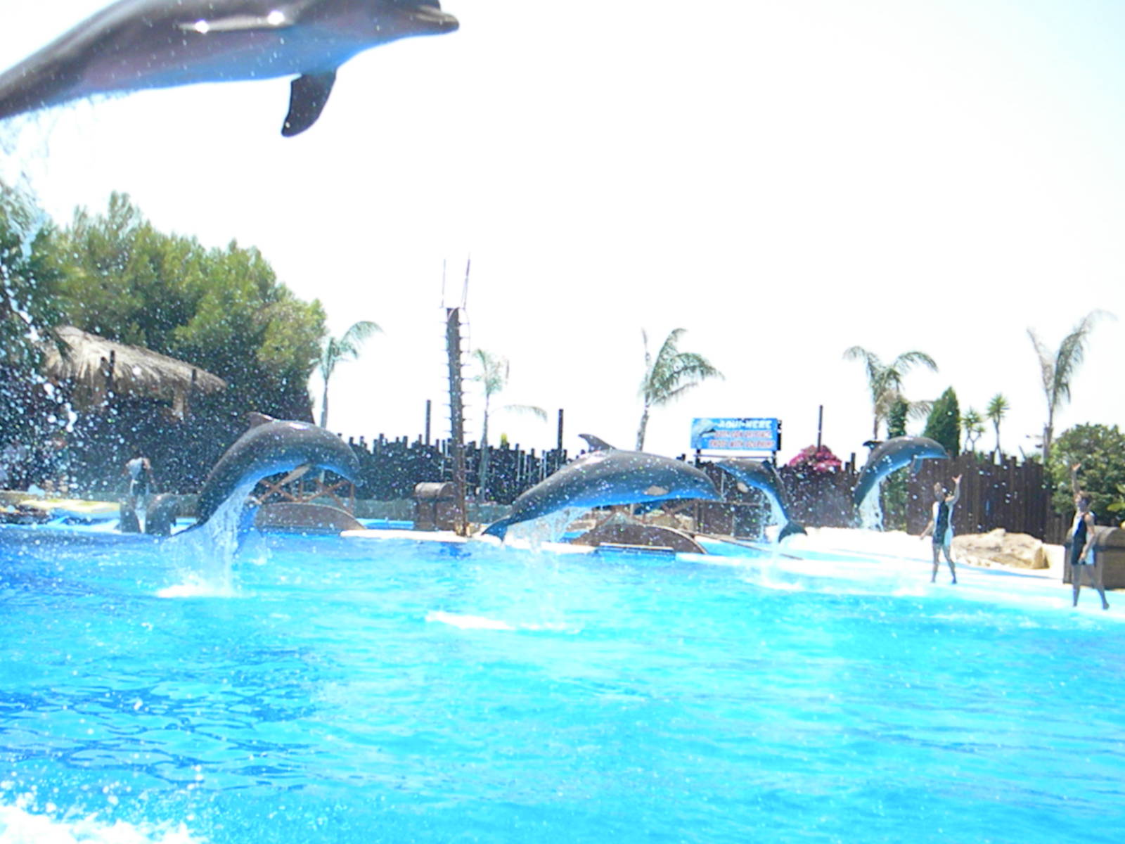 Bottlenose Dolphins at Mundo Mar 01/08/11