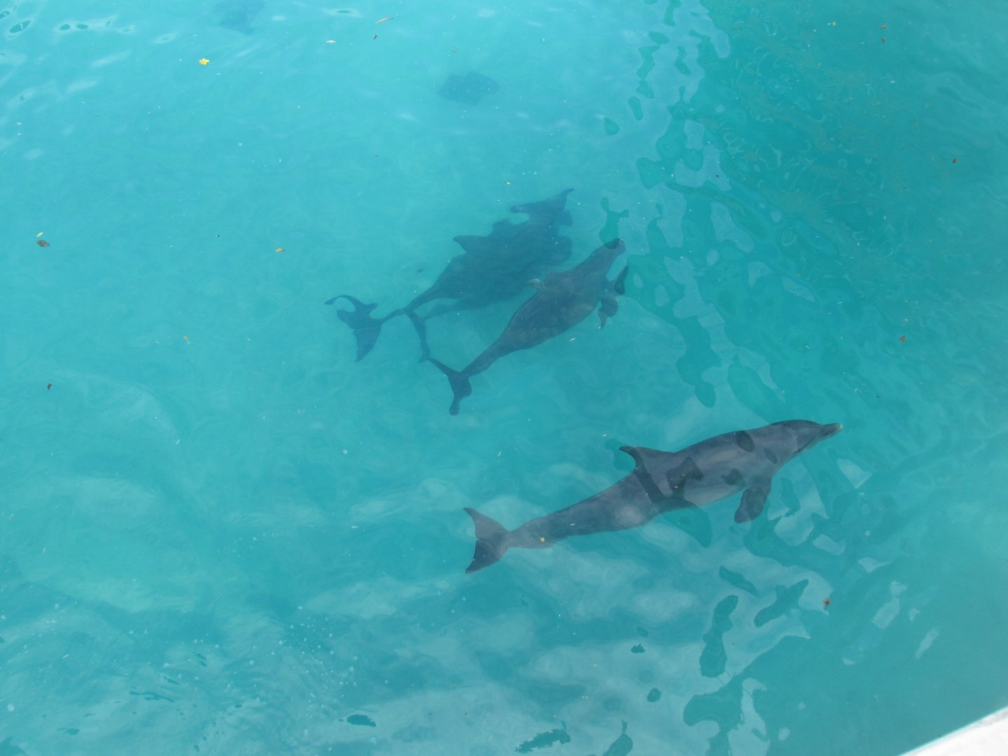 bottlenose dolphins bachelor group