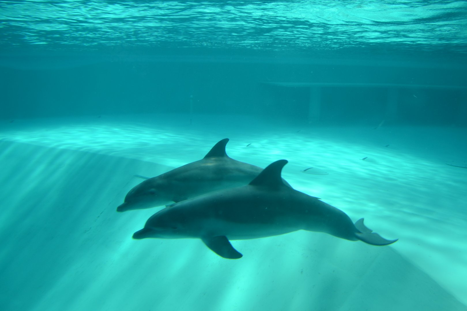 Bottlenose dolphins in Kolmården