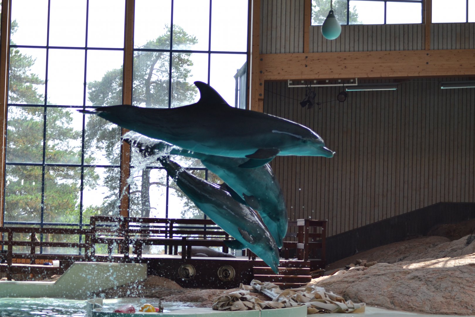 Bottlenose dolphins jumping at Kolmården