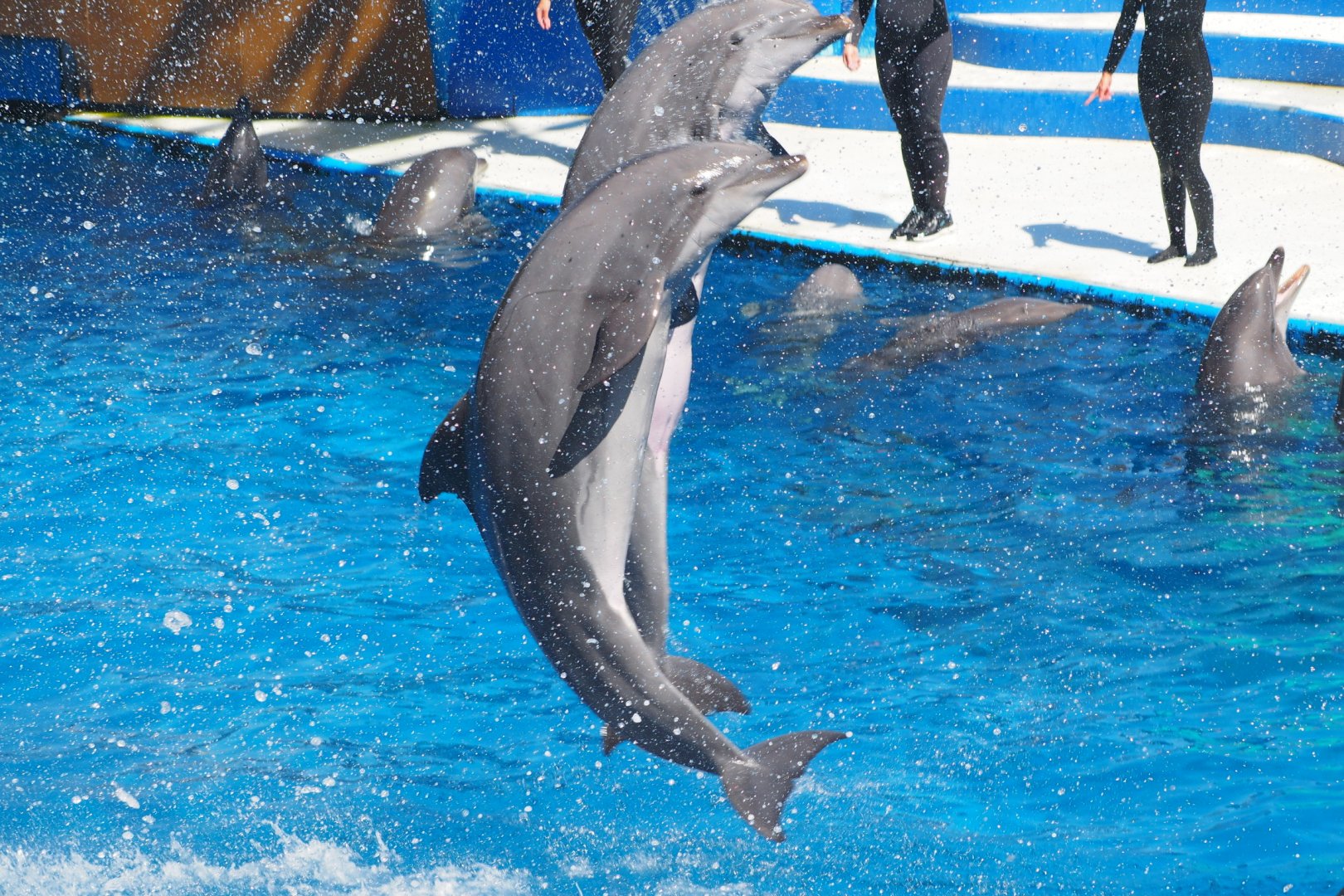 Bottlenose dolphins jumping