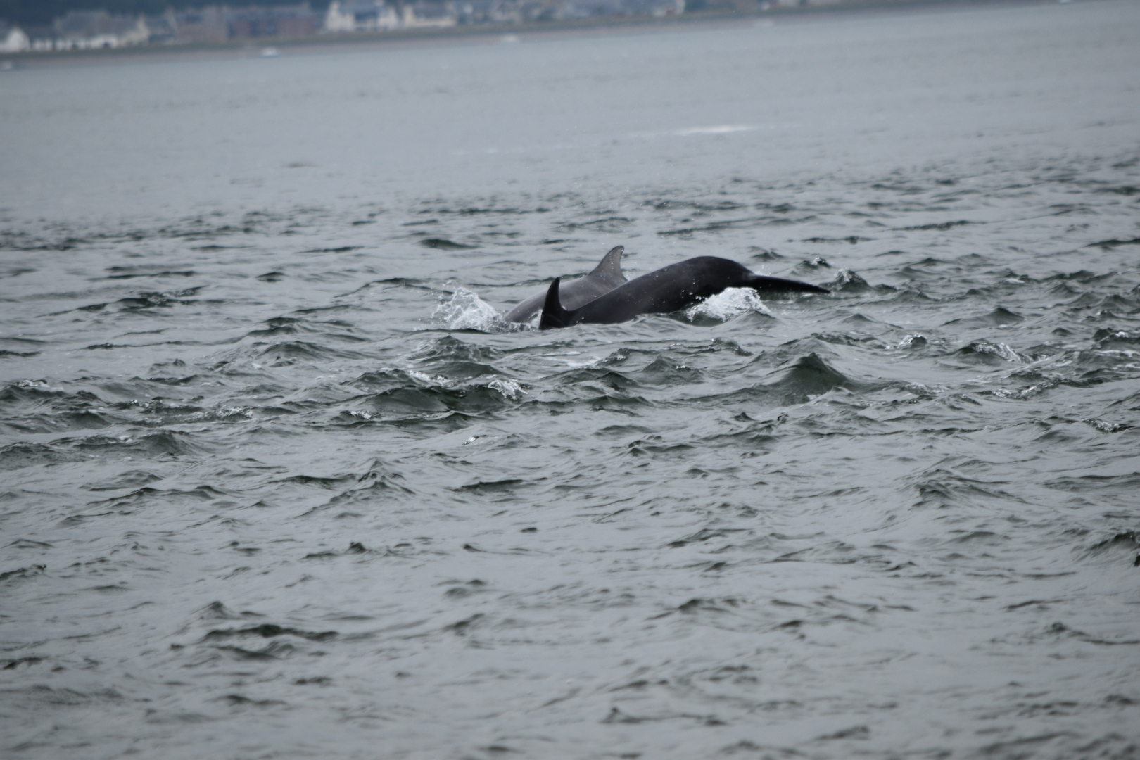 Bottlenose Dolphins - Moray Firth 2021