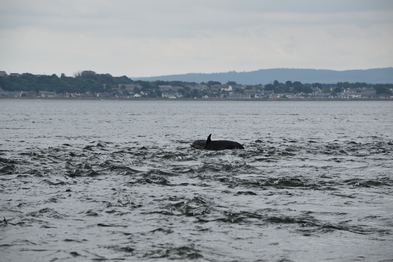 Bottlenose Dolphins - Moray Firth 2021