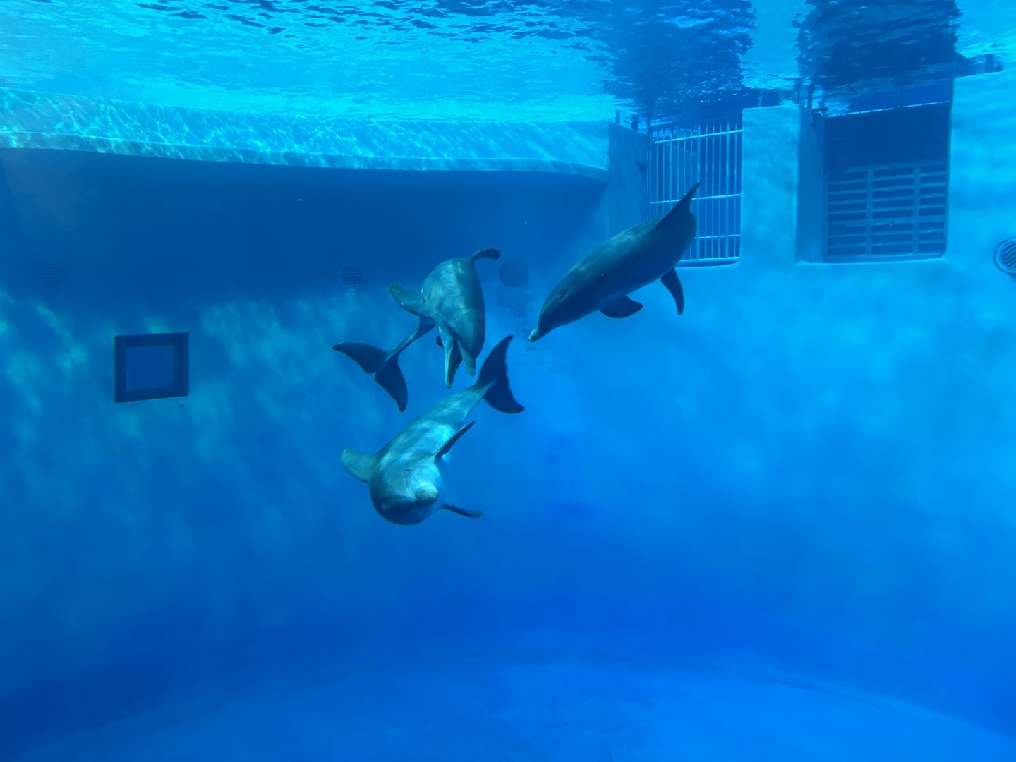 Bottlenose Dolphins - St. Vincent Dolphin Pavilion