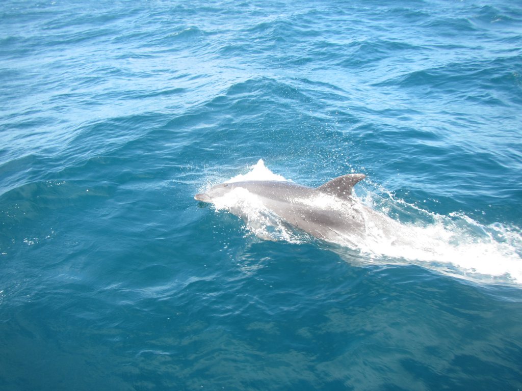 Bottlenose Dolphins (Tursiops truncatus)