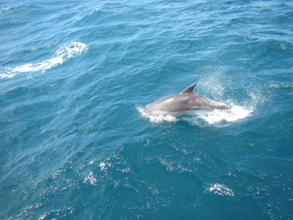 Bottlenose Dolphins (Tursiops truncatus)