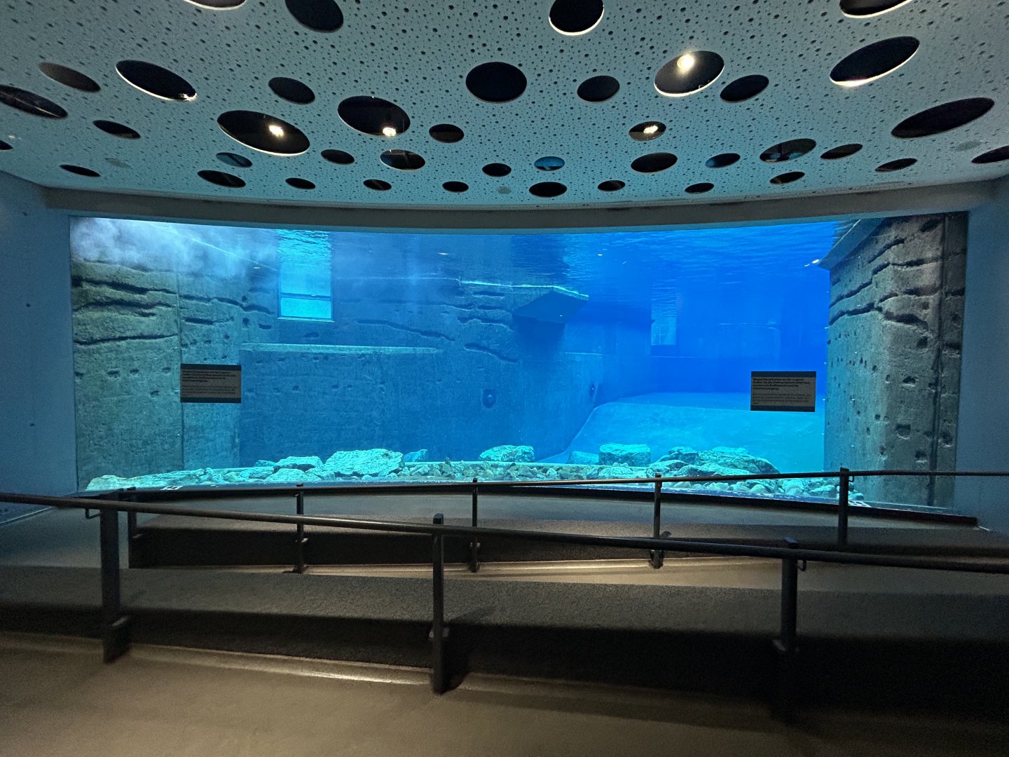 Bottlenose Dolphins Underwater Viewing (temporarily empty)