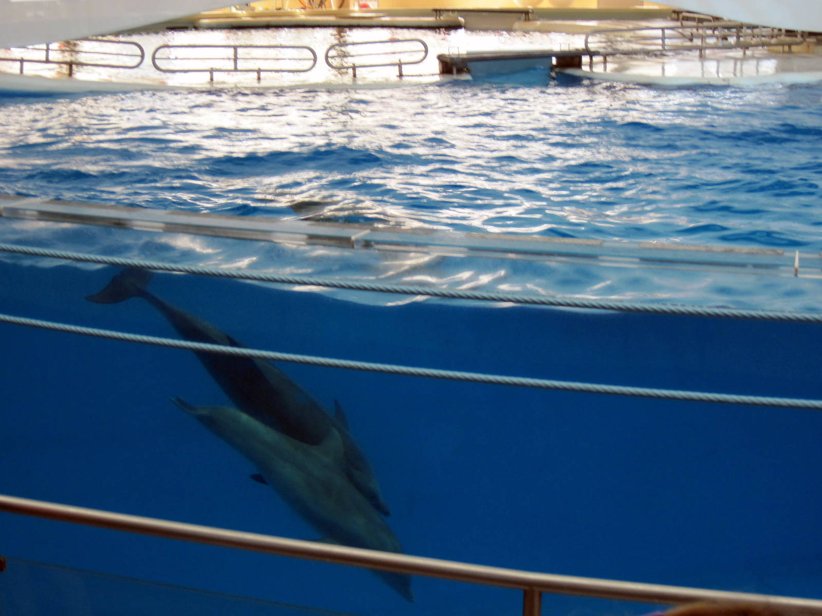 Bottlenose Dolphins