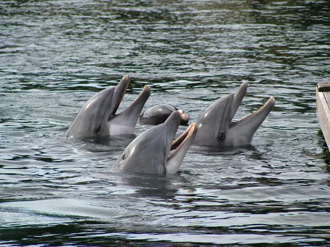 Bottlenose Dolphins