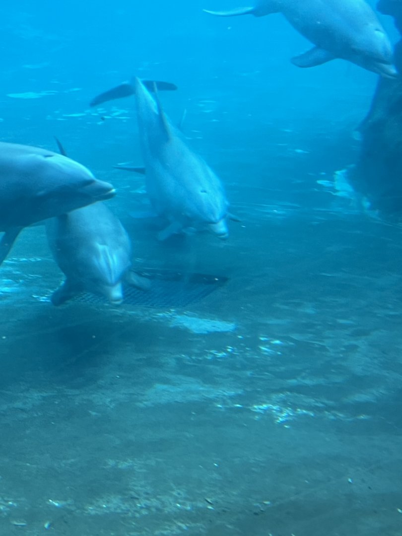 Bottlenose Dolphins