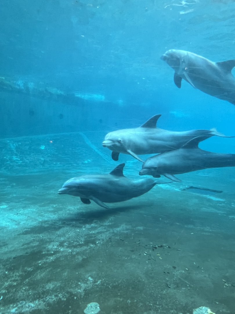Bottlenose Dolphins
