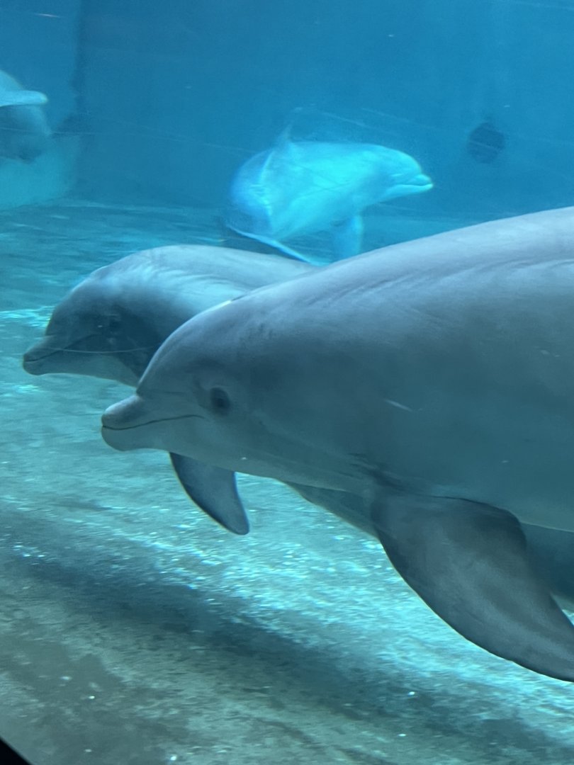 Bottlenose Dolphins