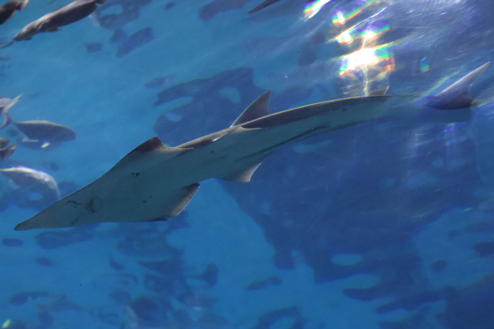 Bottlenose Wedgefish/ Rhynchobatus australiae