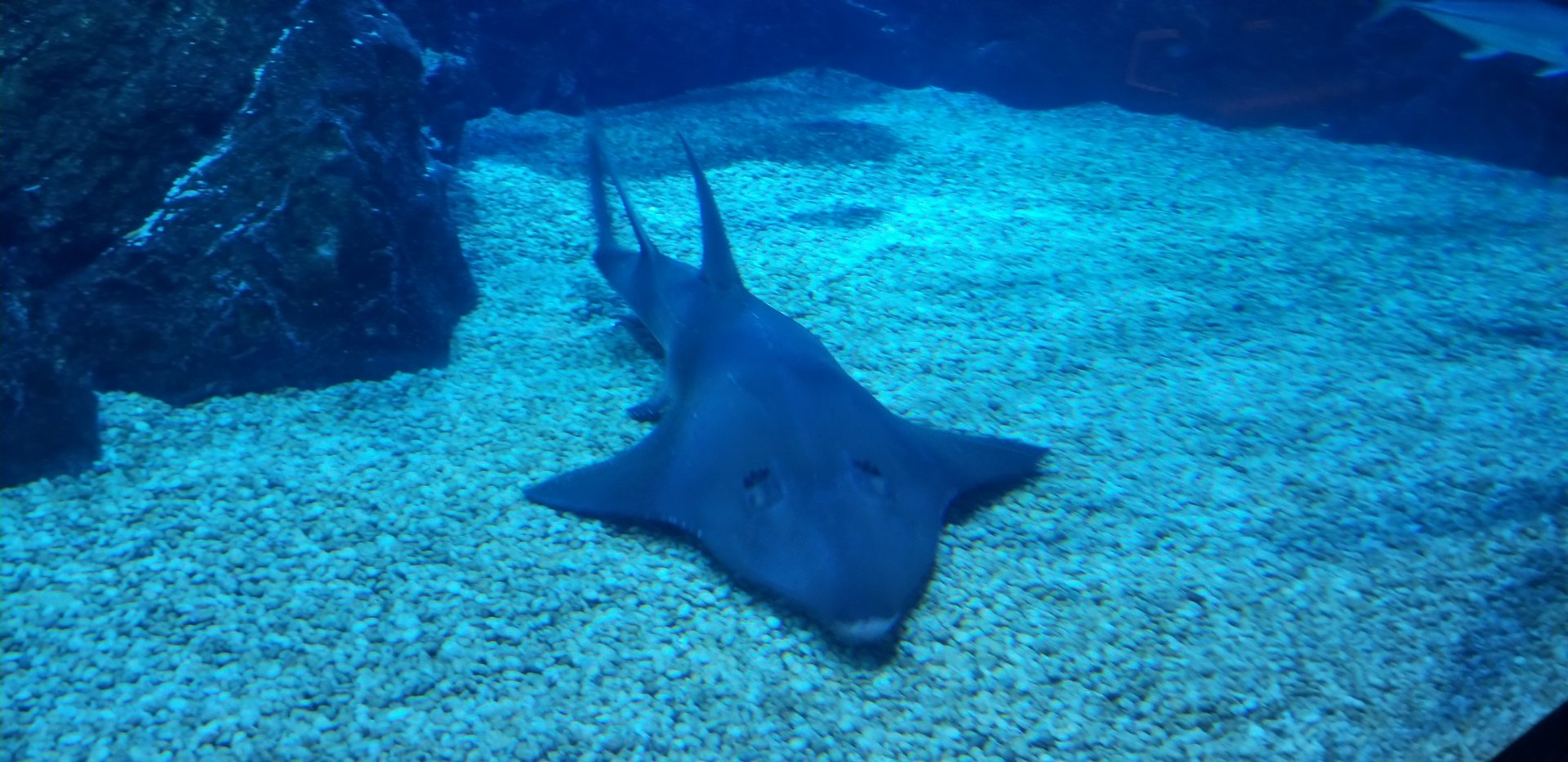 Bottlenose Wedgefish