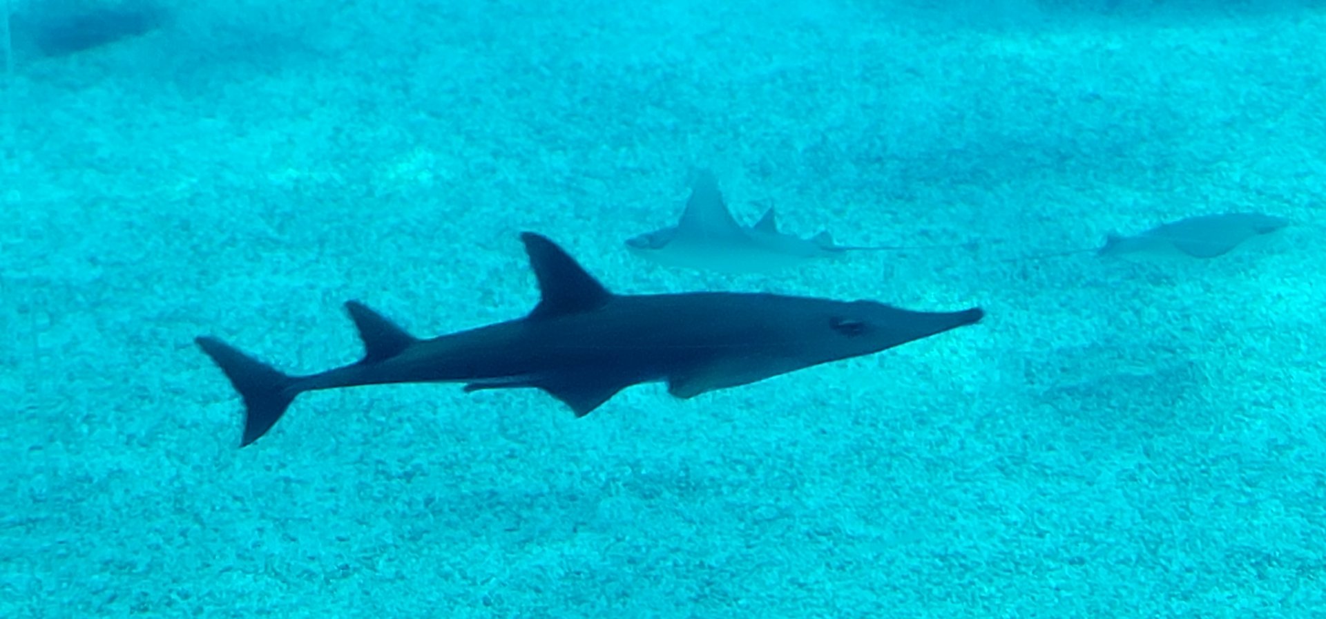 Bottlenose Wedgefish