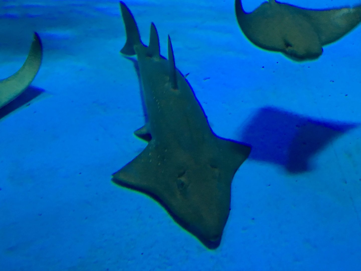 Bottlenose Wedgefish