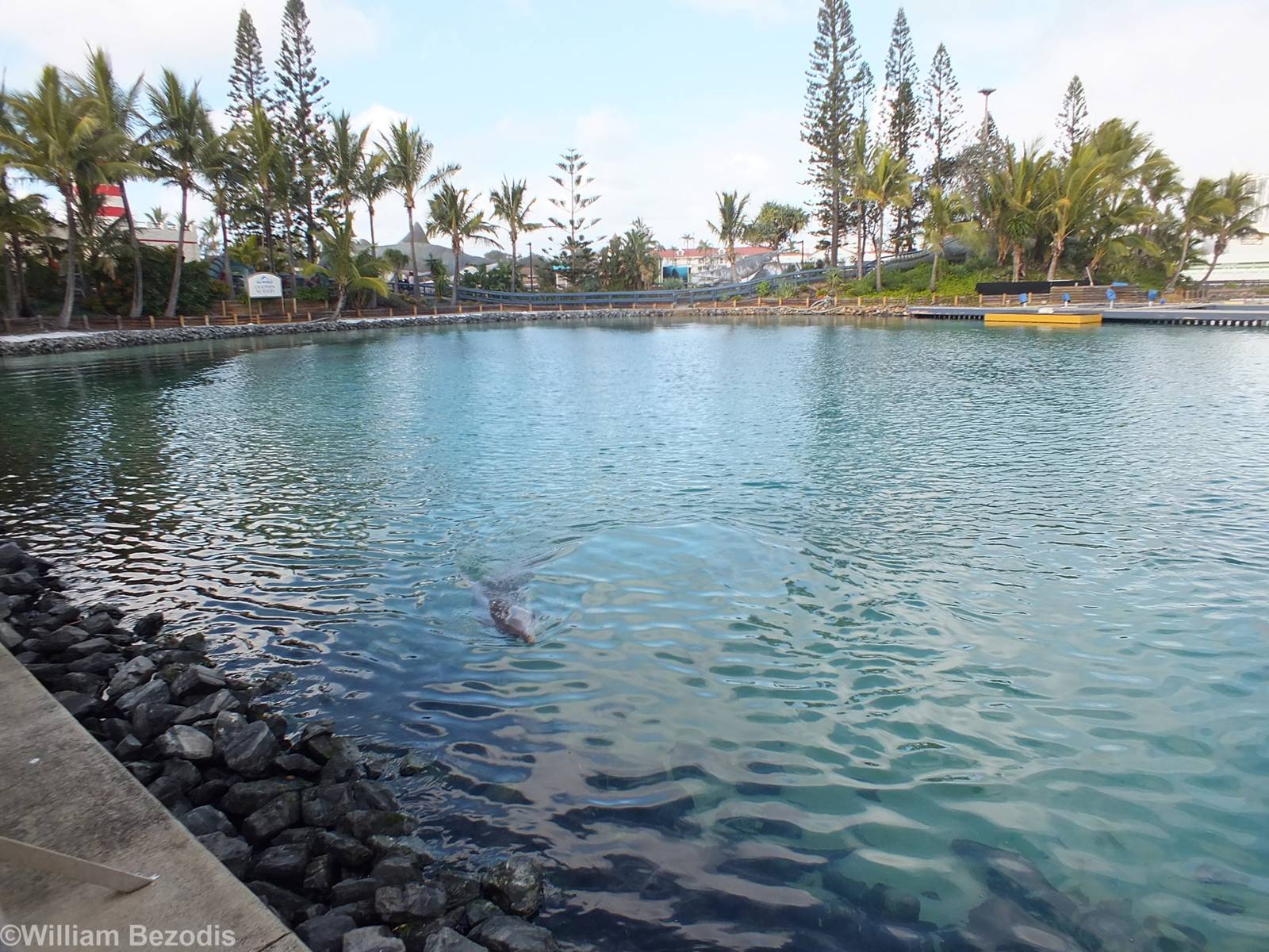 Bottlenosed and Humpback Dolphin Enclosure