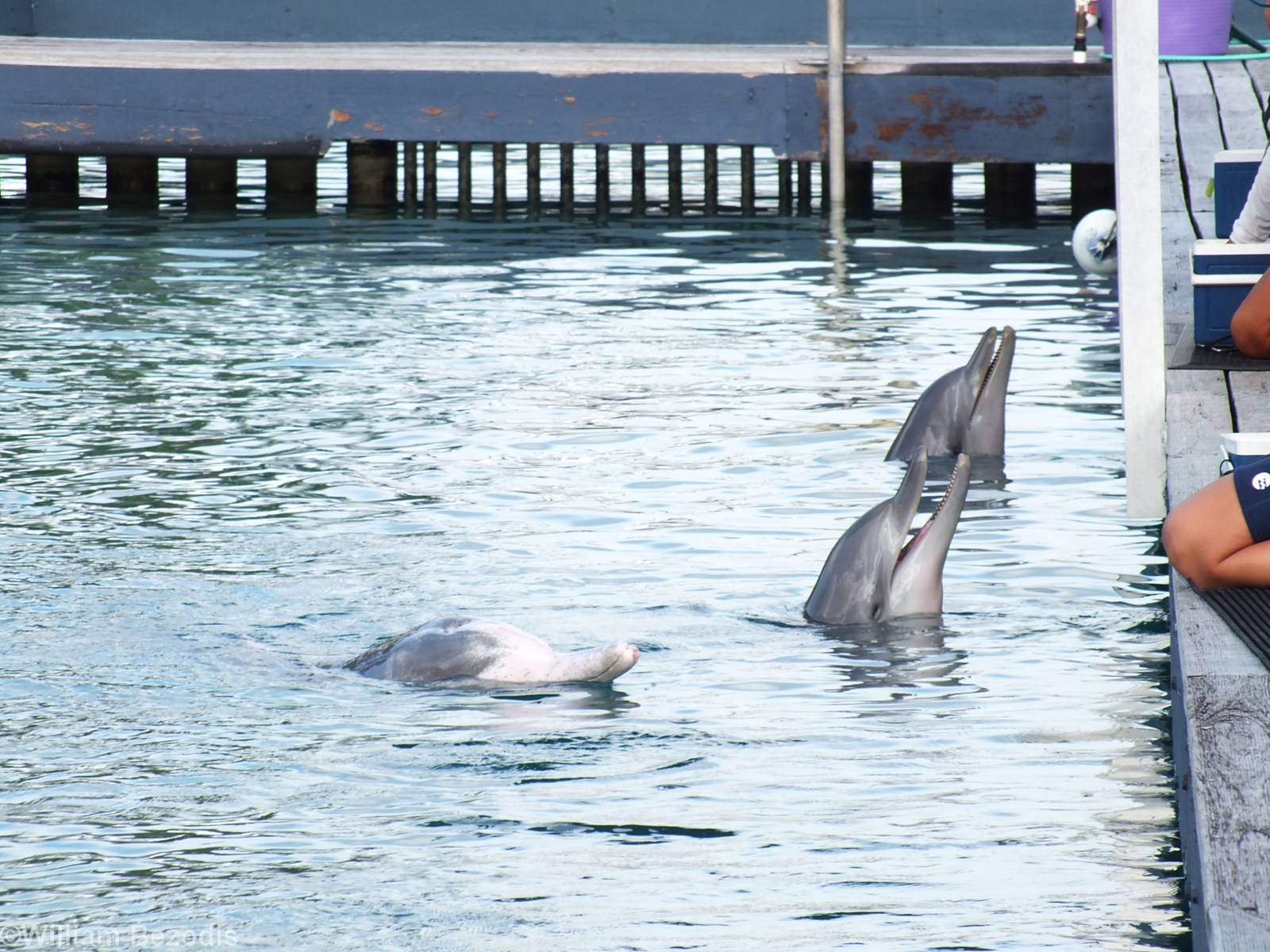 Bottlenosed and Humpback Dolphins