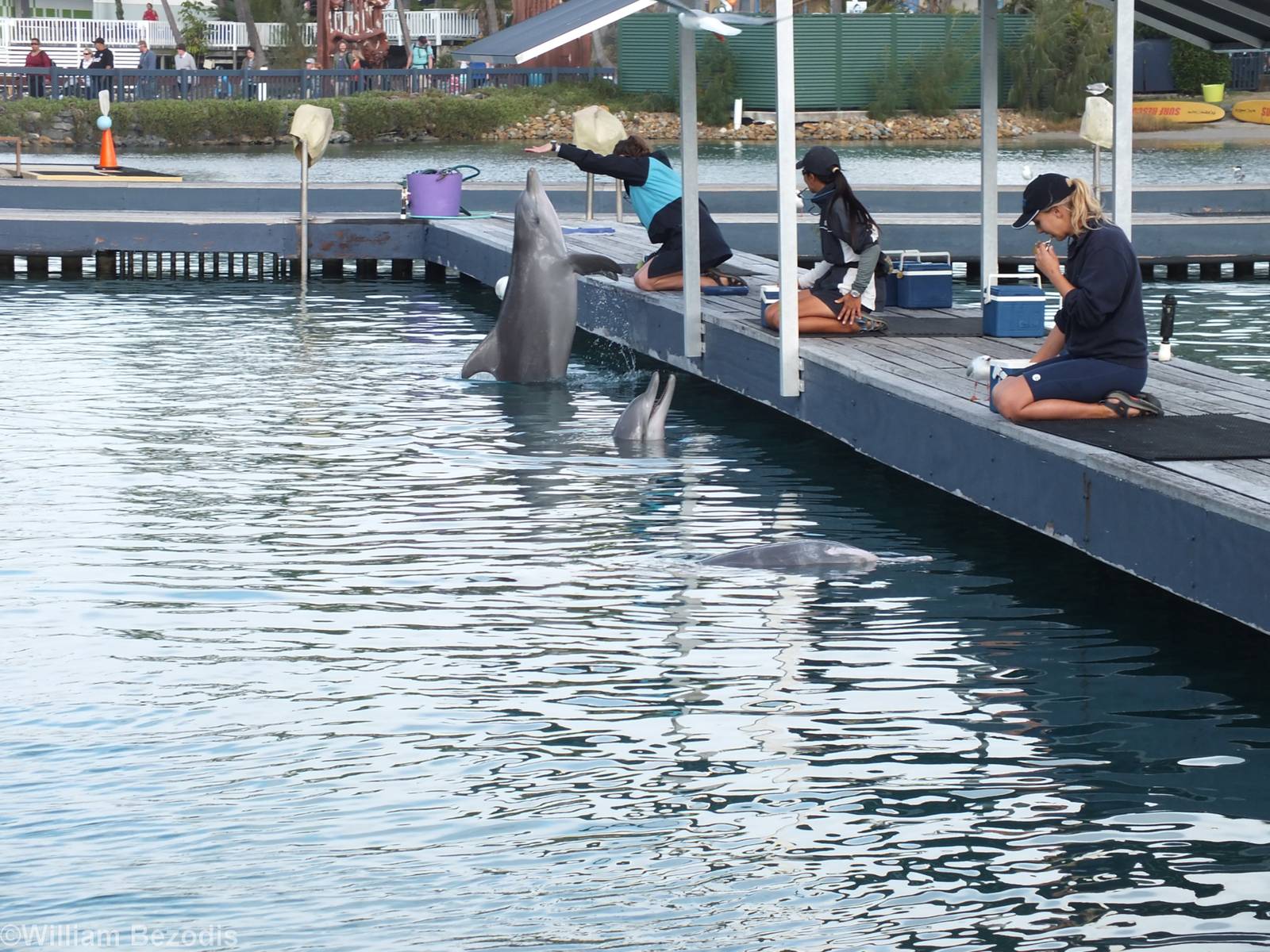 Bottlenosed and Humpback Dolphins