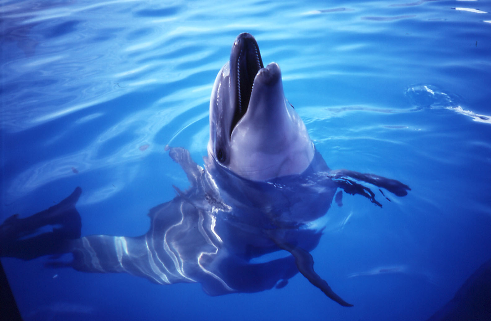 Bottlenosed Dolphin - 1992