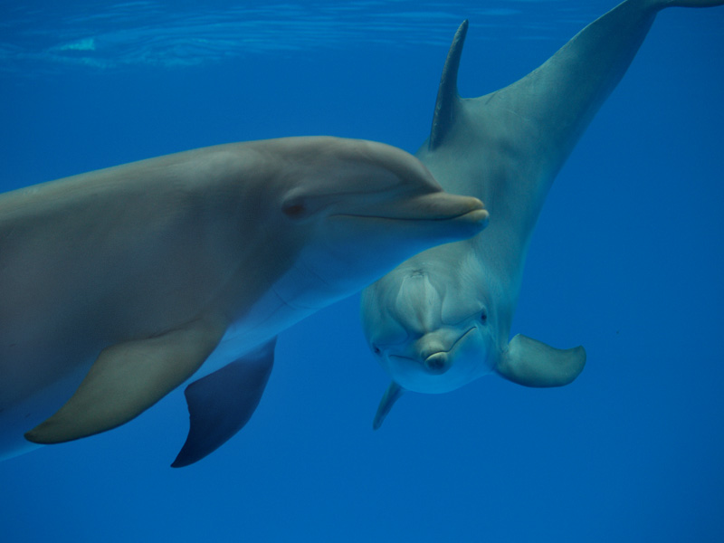 Bottlenosed dolphins - Zoo Barcelona