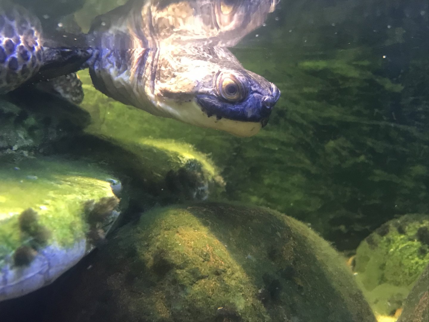 Bottom Half of Blanding’s Turtle