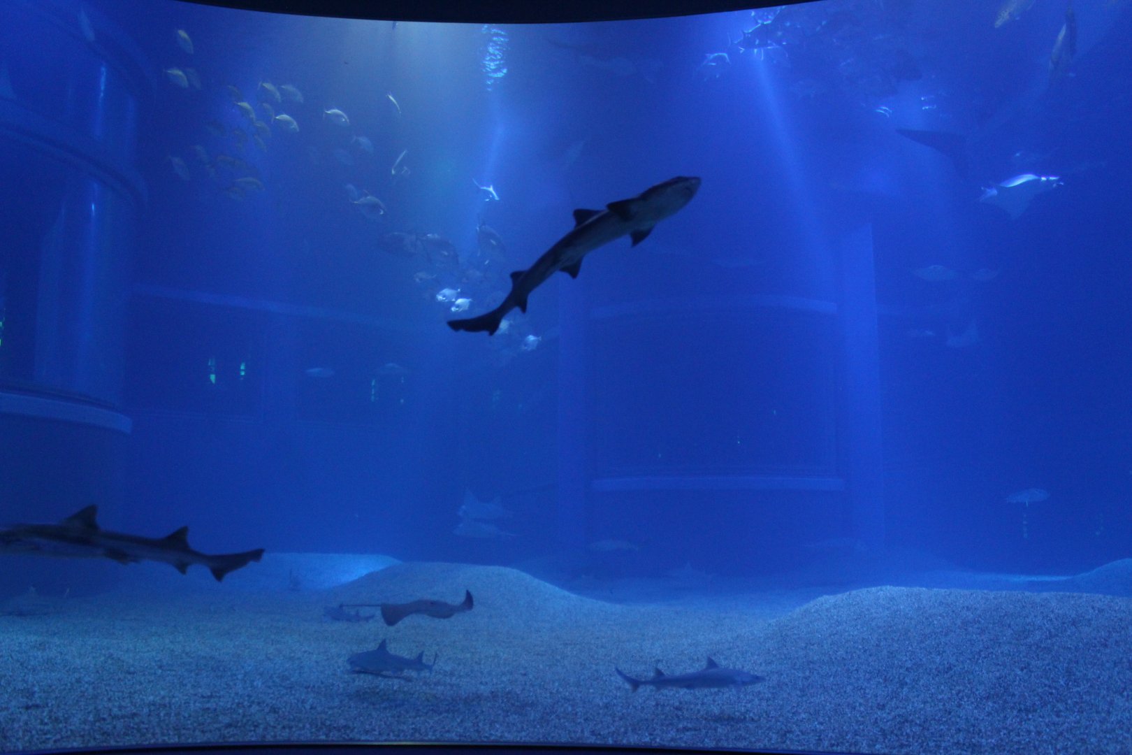 Bottom of the whale shark tank