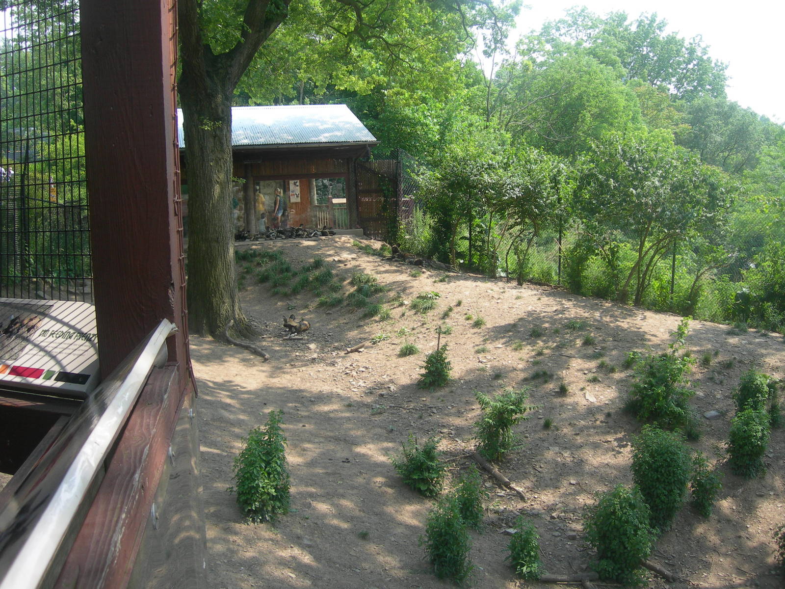bottom part of african wild dog exhibit