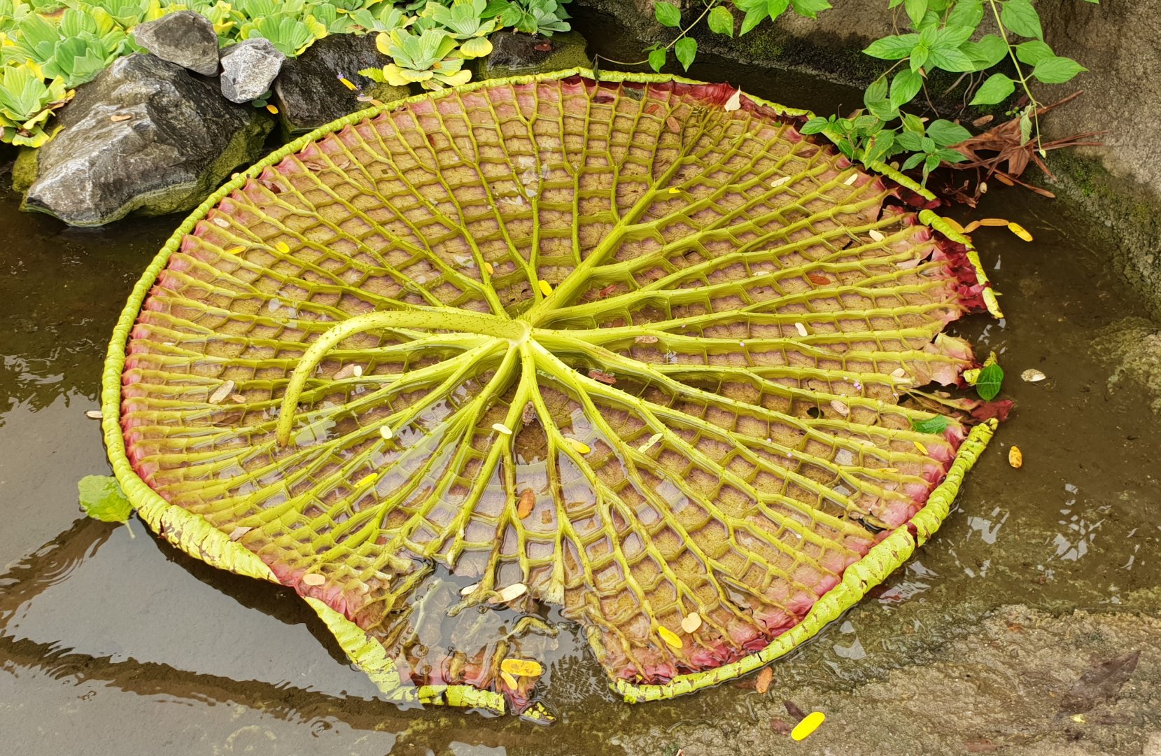 Bottom-side Amazonica regiao