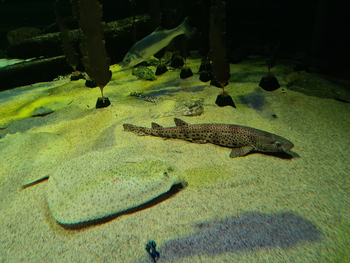 Botton of the North Sea tank