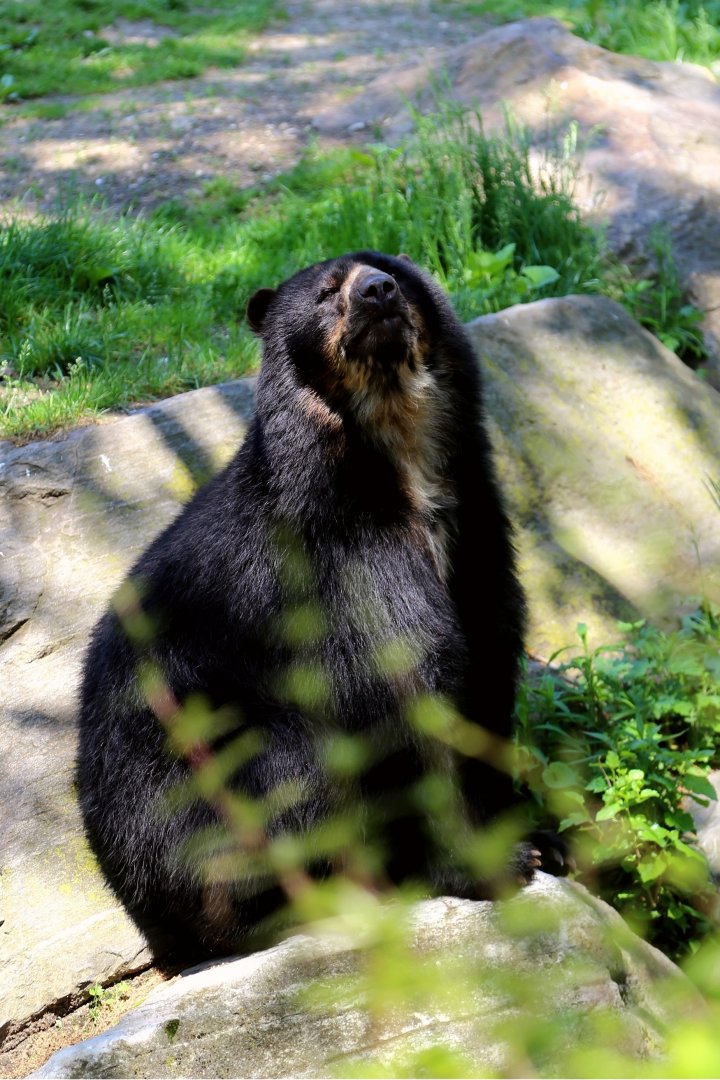 Bouba the Spectacled Bear