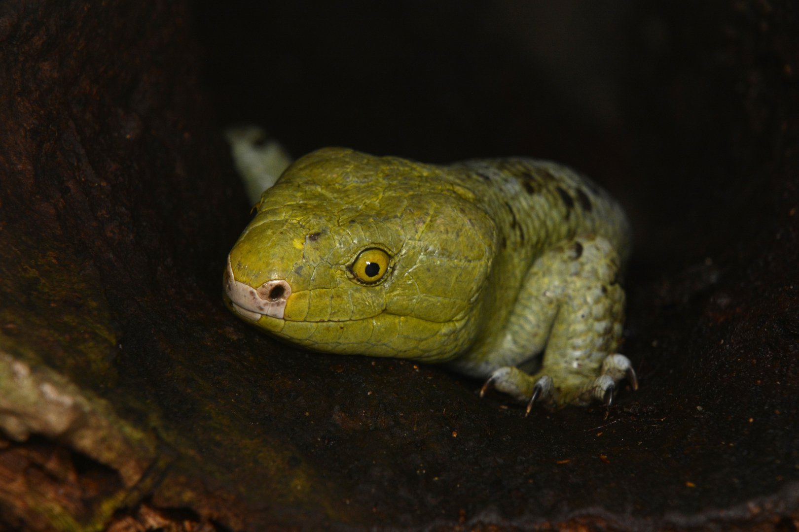 Bougainville prehensile-tailed skink (Corucia zebrata alfredschmidti)