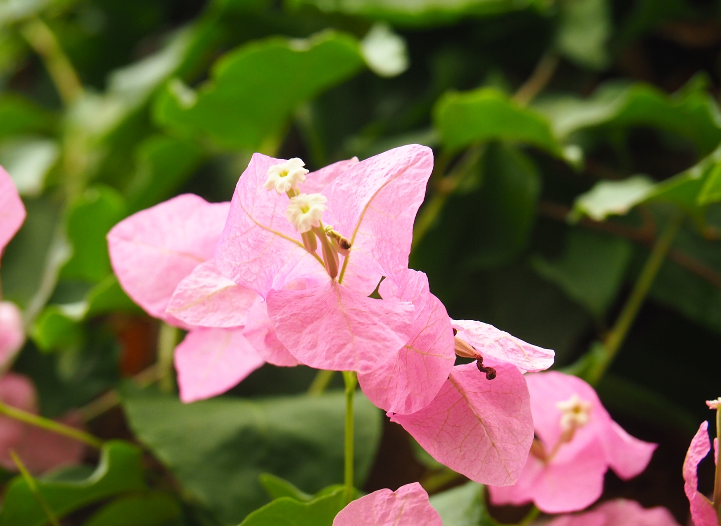 Bougainvillea Flowers and bracts (Aug 28th, 2018)