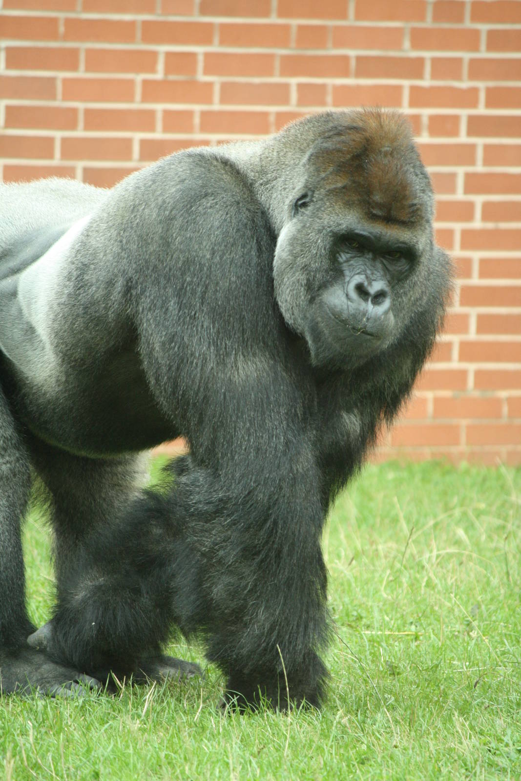 Boulas 24 August 2010